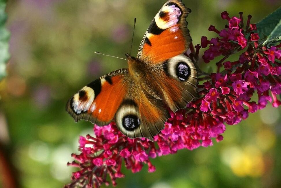 jakie znaczenie w przyrodzie ma motyl