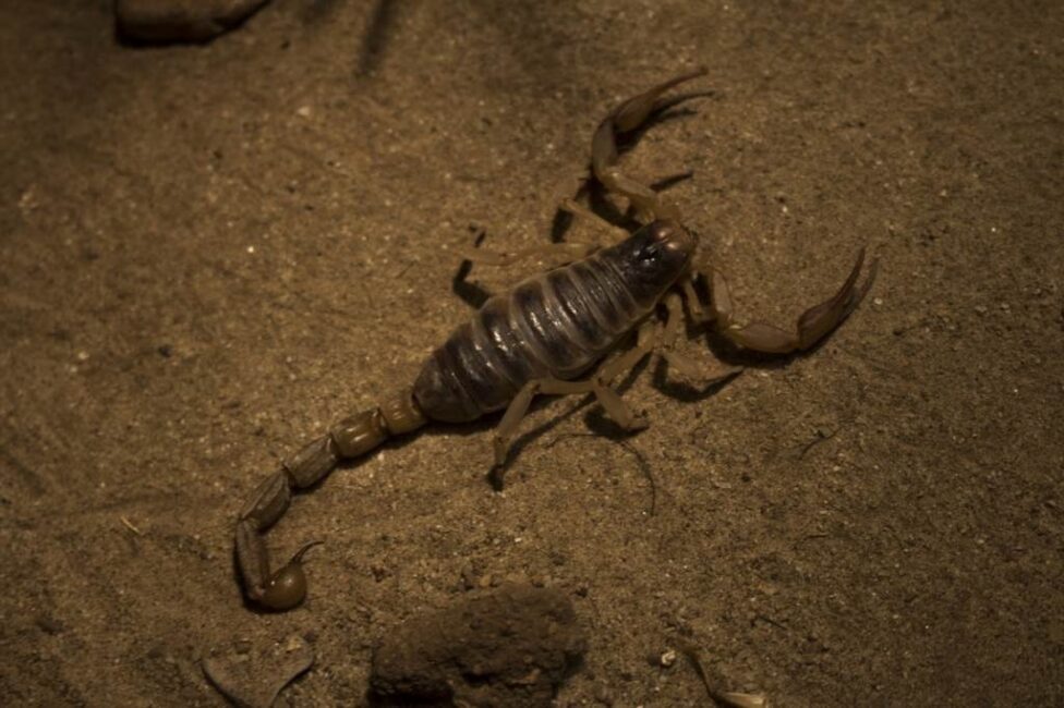 tatuaż skorpion na dłoni