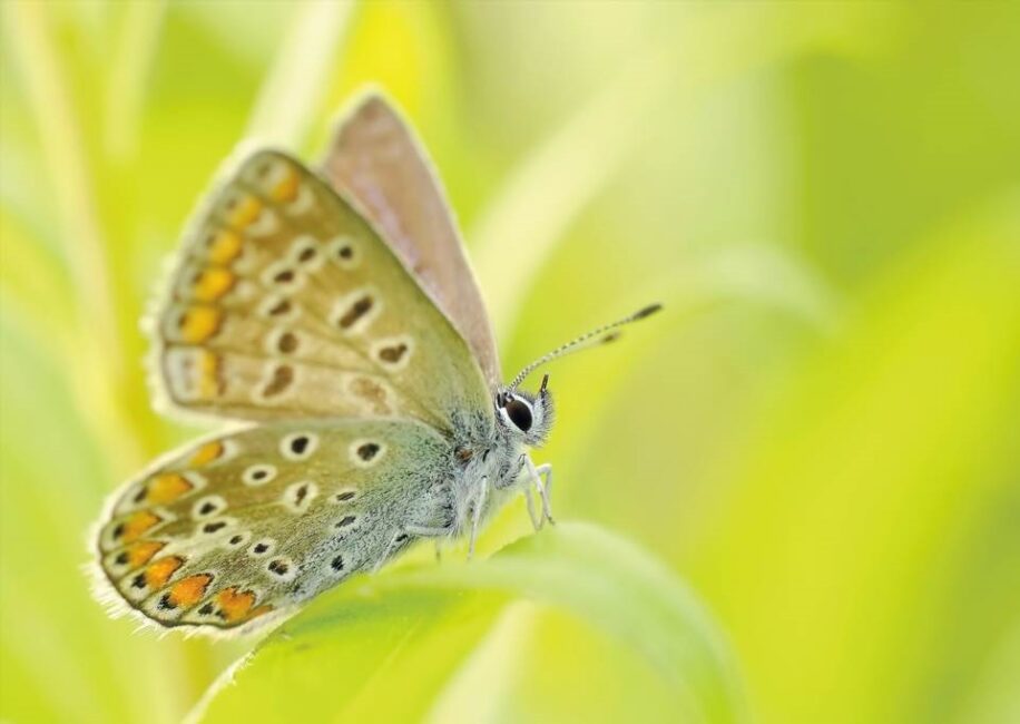 znaczenie motyli w przyrodzie